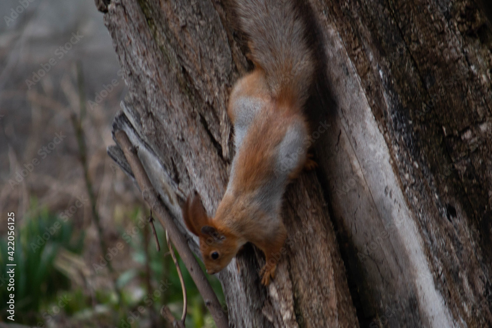 Obraz premium Little squirrel on the street looking for nuts 