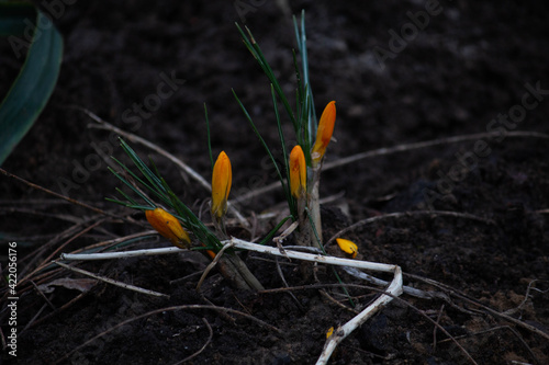 Blooming buds in the ground outside 