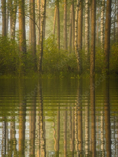 reflections in the forest