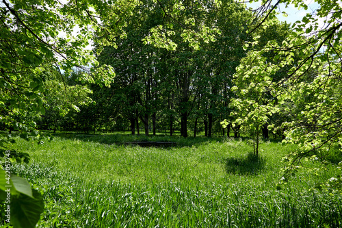 Fototapeta Naklejka Na Ścianę i Meble -  spring garden with different trees