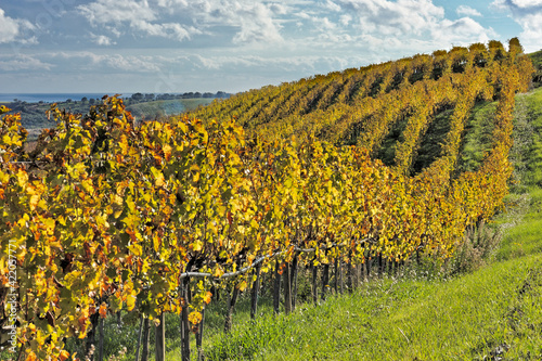 Vineyard, Strongoli, Crotone district, Calabria, Italy, Europe