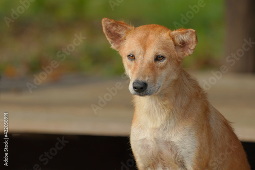 Thai brown dog looking homeless.   © Sanit