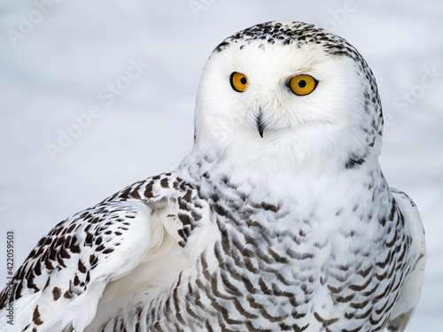 Foto Nyctea scandiaca. Close-up photo on a snowy background.