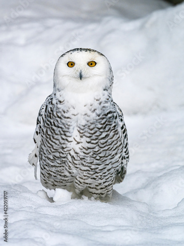 Nyctea scandiaca. Full-length photo of arctic owl. Vertical photo. © Stavros