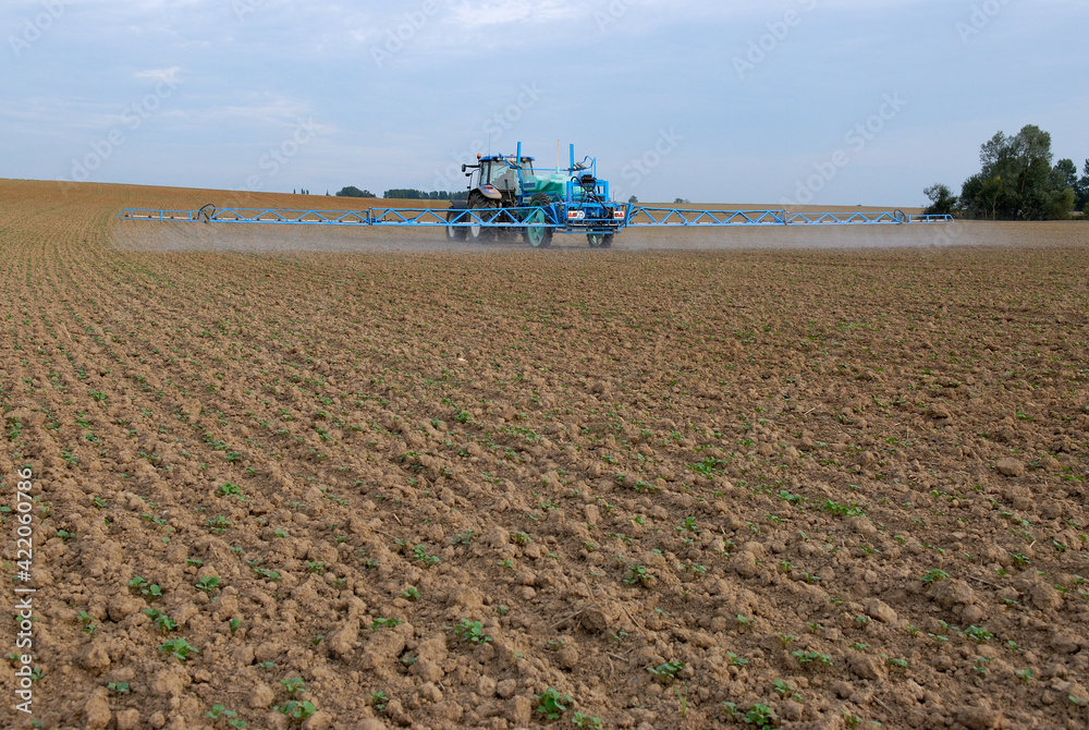 Fototapeta premium Traitement insecticide altises sur colza