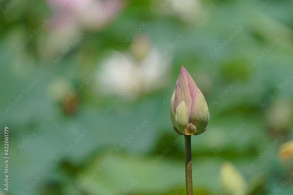 Pink lotus flower plants in water. Pink lotus flower plants in water.