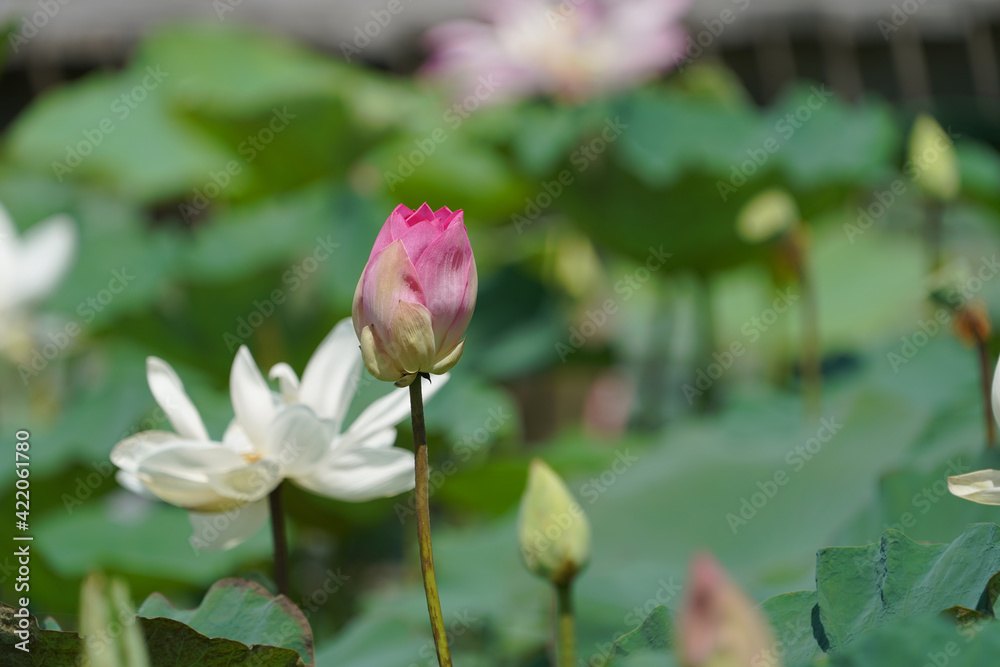 Pink lotus flower plants in water.     