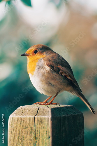 Robin redbreast stands patiently on the fence. Beige and green bokeh background. Photo is focused on the bird's foot. Close up of english bird. 