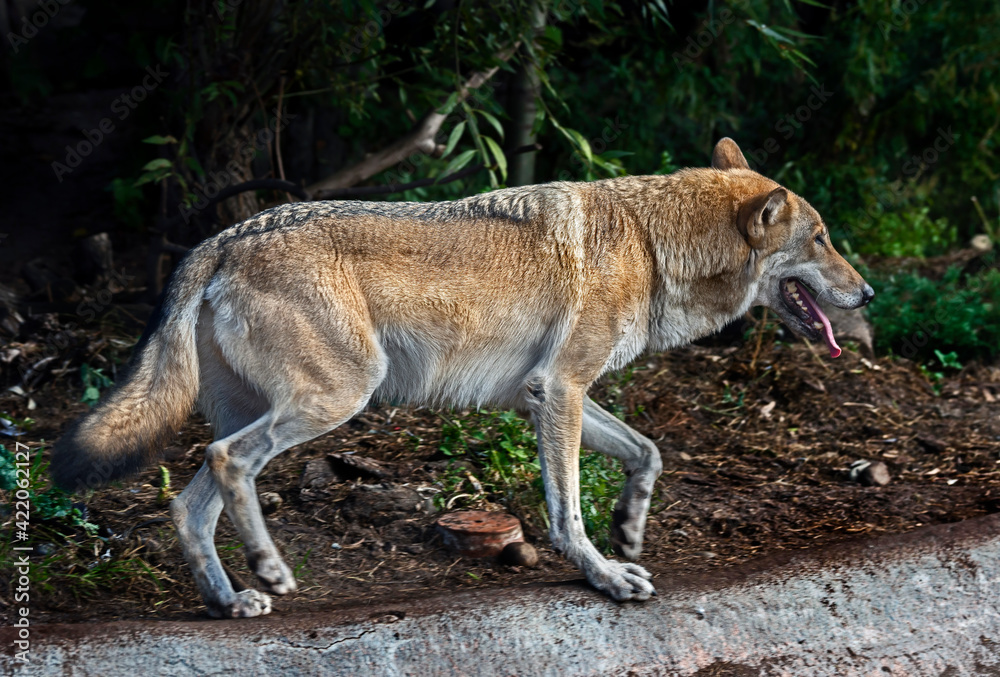 European wolf in its enclosure. Latin name - Canis lupus European wolf in its enclosure. Latin name - Canis lupus