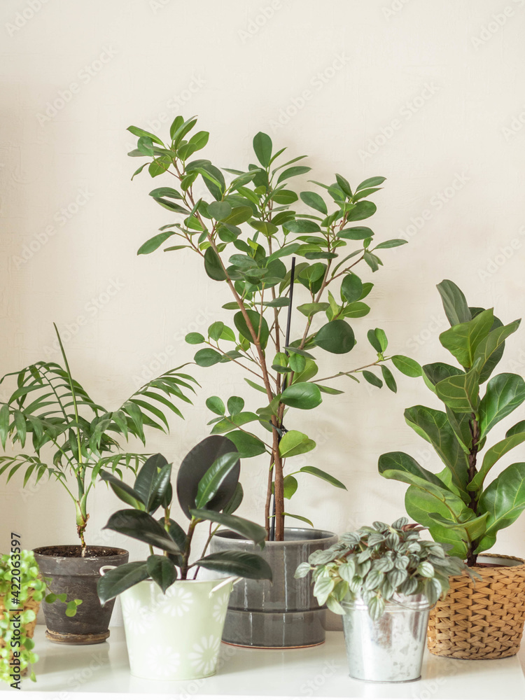 Various indoor plants in pots on white background