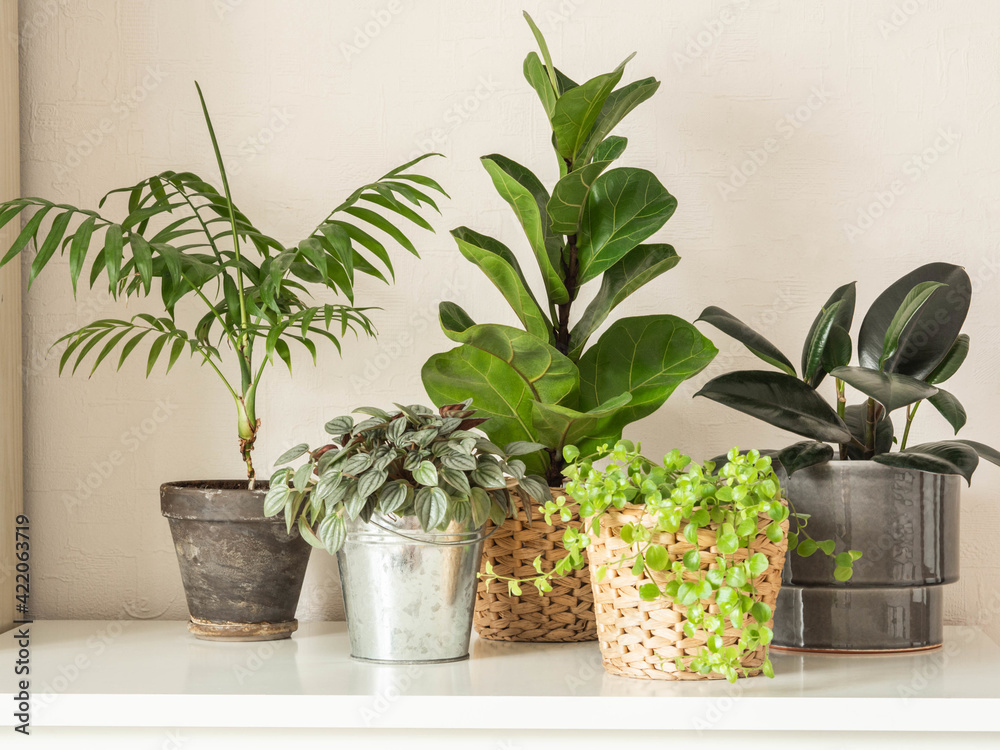 Fototapeta premium Various indoor plants in pots on white background