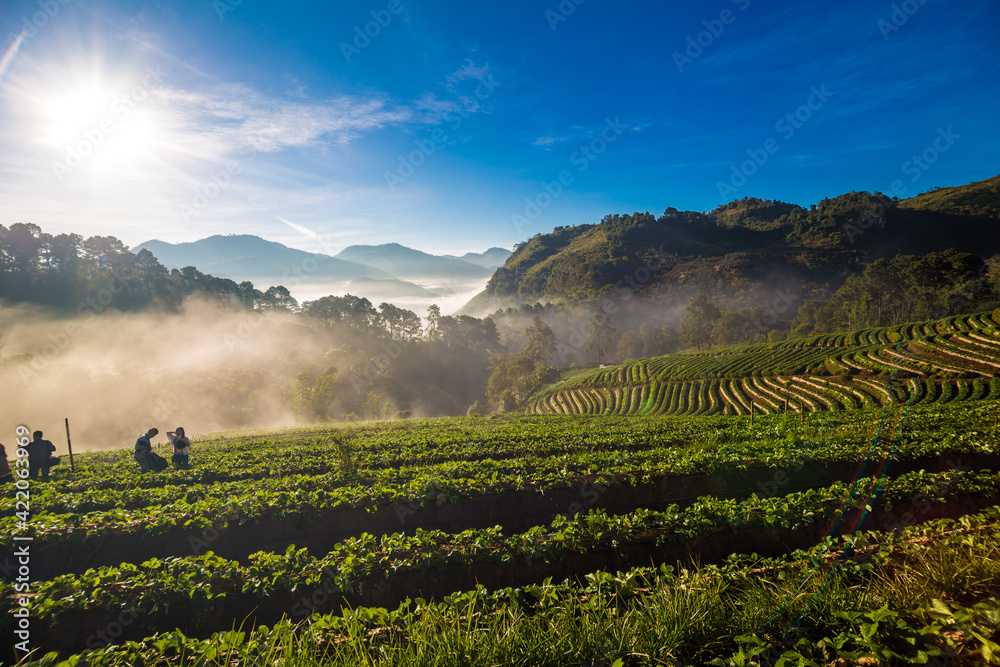 Strawberry plantation field on mountain morning sunrise with fog Strawberry plantation field on mountain morning sunrise with fog
