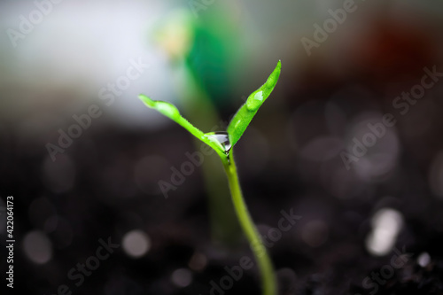 Macro closeup of isolated sprouting wet young green chili plant with water drops on brown growing soil