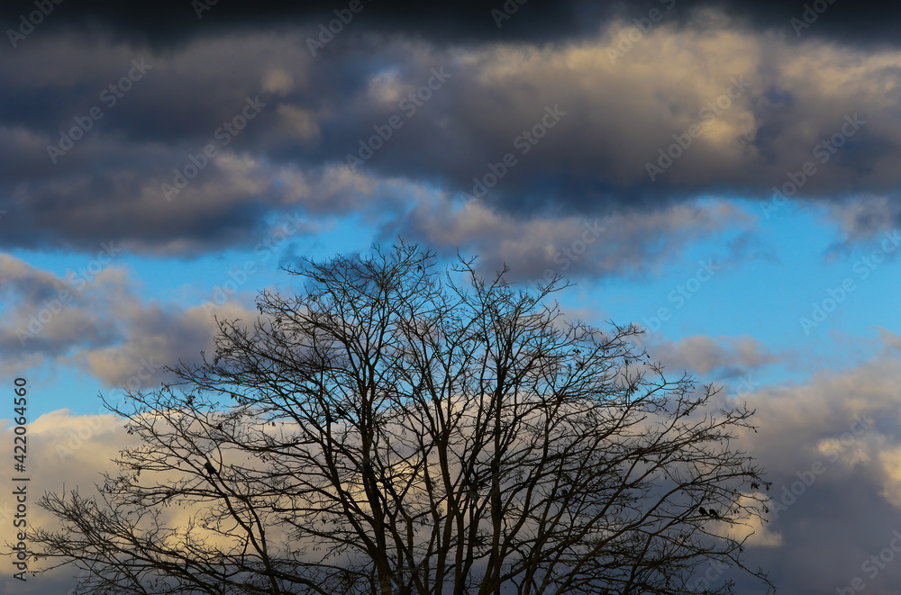 View on bare trees illuminated by bright evening sun with dark black cumulonimbus clouds of approching brewing thunderstorm in springtime, Germany View on bare trees illuminated by bright evening sun with dark black cumulonimbus clouds of approching brewing thunderstorm in springtime, Germany