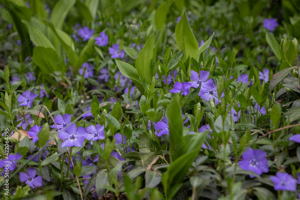 Small violet vinca flowers covering the forest ground. Periwinkle herbaceous plant blooming in spring. Dogbane lush blossom and foliage. Ground cover of tiny wildflowers and leaves. Small violet vinca flowers covering the forest ground. Periwinkle herbaceous plant blooming in spring. Dogbane lush blossom and foliage. Ground cover of tiny wildflowers and leaves.