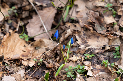 One of the first flowers that begin to bloom in spring is scilla  scylla 