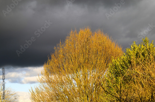View on bare trees illuminated by bright evening sun with dark black cumulonimbus clouds of approching brewing thunderstorm in springtime, Germany photo
