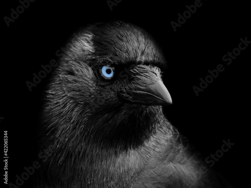 close up portrait of a jackdaw head in profile with blue eyes on a black background photo