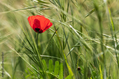 Fresh red poppy flower among green grass close-up