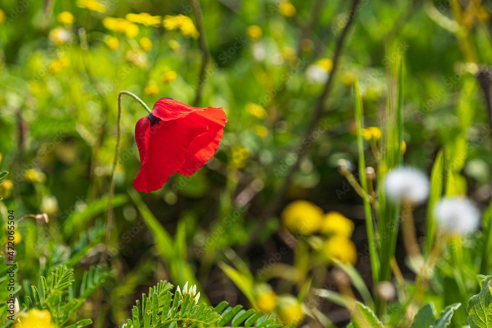 Fresh red poppy flower among green grass close-up Fresh red poppy flower among green grass close-up