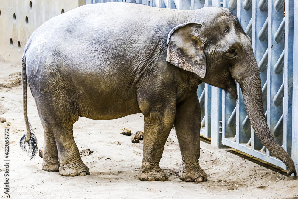 Fototapeta premium 象，ぞう