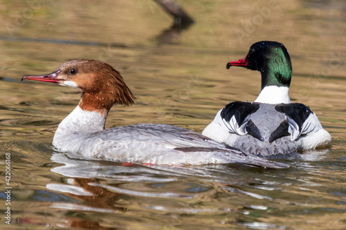 Pair of mergansers in the water. 