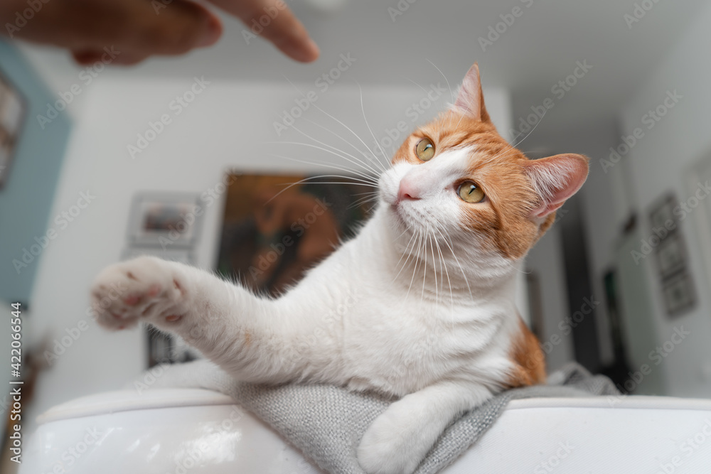 brown and white cat with yellow eyes lying on a sofa, plays with a human finger