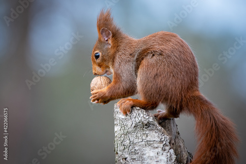 Eichhörnchen mit Wallnuss - Sciurus