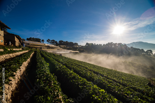 Strawberry plantation field on mountain morning sunrise with fog