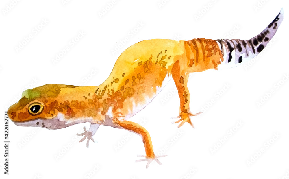Naklejka premium watercolor drawing of Leopard Gecko
