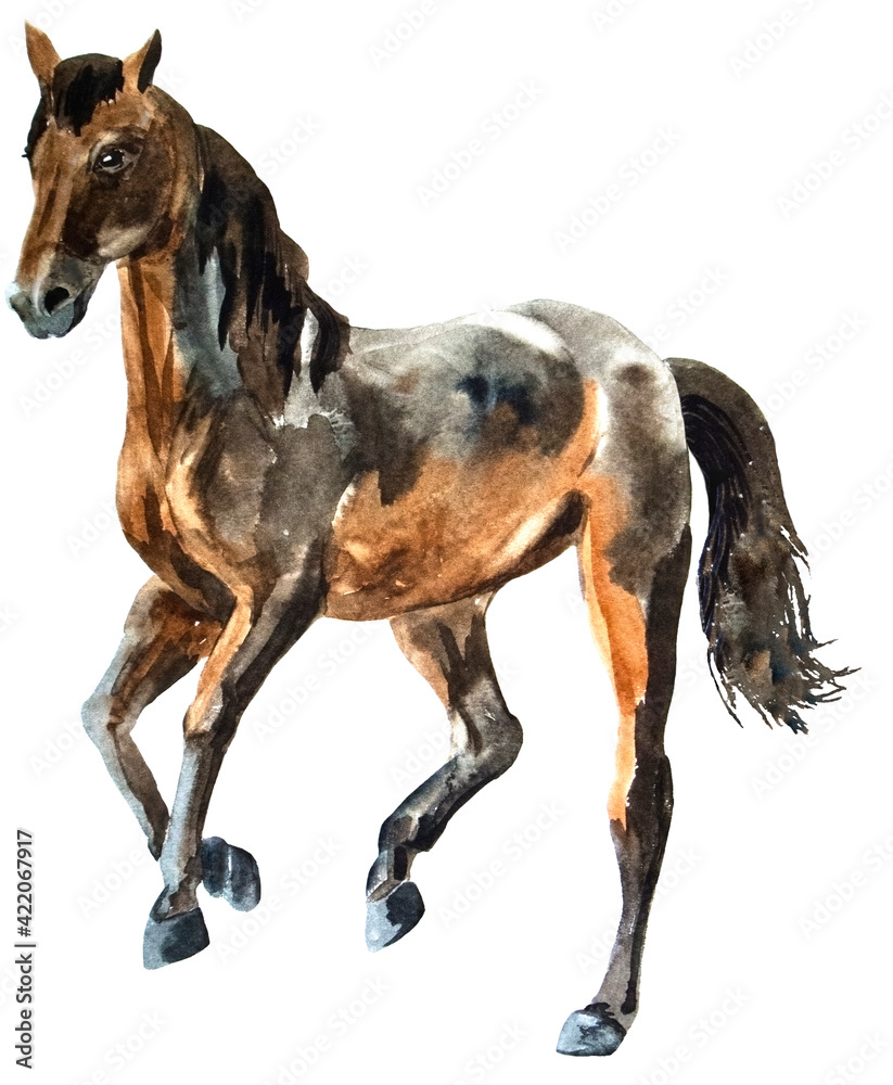 Obraz premium watercolor drawing of a horse
