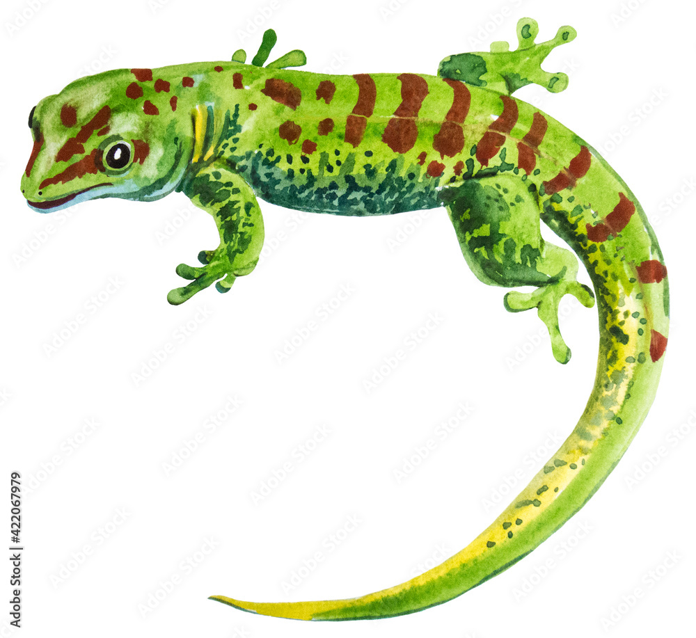 Fototapeta premium watercolor drawing of Gecko Phelsuma