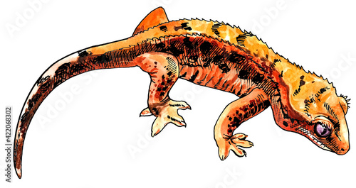 Rhacodactylus gecko drawn in watercolour and ink