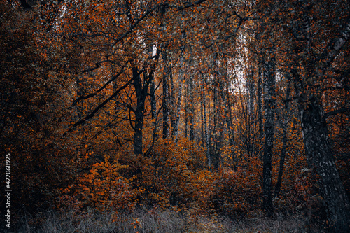 Beautiful forest on a foggy autumn day. Fairy, autumnal mysterious forest trees with yellow leaves. Panoramic wide shot.