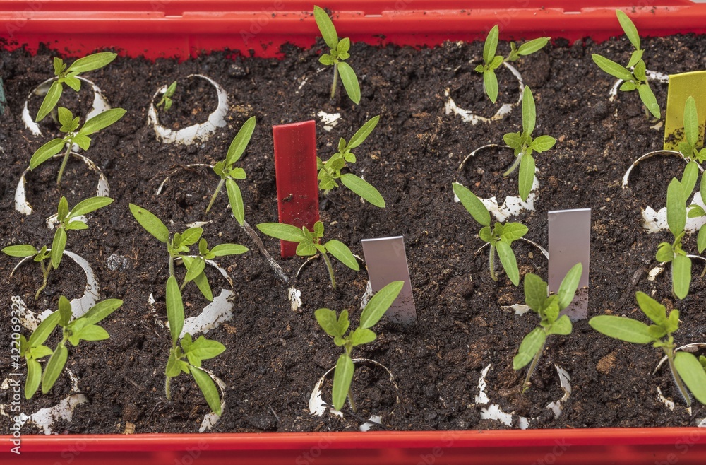 Сlose up view of growing tomatoes and cucumbers plants indoors before season in egg shell with ultraviolet light. Сlose up view of growing tomatoes and cucumbers plants indoors before season in egg shell with ultraviolet light.