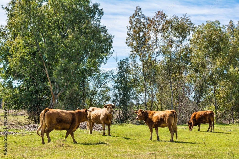 Dairy Cows On The Farm.
Cattle Eating Grass And Hay In The Field. Animals And Nature.