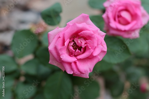 Pink roses on blurred background