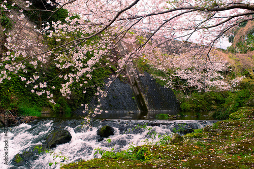 春の桜と滝のある自然豊かな日本風景
