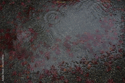 雨の日の落ち葉