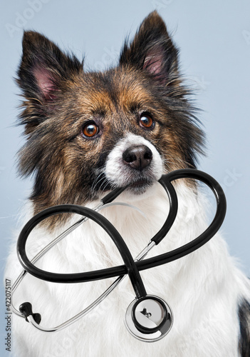 dog and stethoscope veterinary doctor