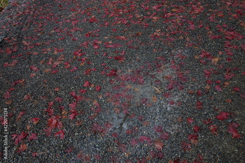 雨の日の落ち葉