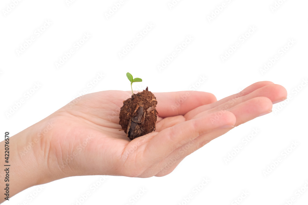 Green Sprout Growing From The Soil In Human Hand, Isolated On White Background Green Sprout Growing From The Soil In Human Hand, Isolated On White Background