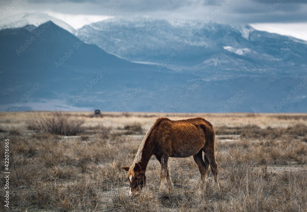 Fototapeta premium A moody shot of a horse in fields of marshes in Sultansazligi (Sultan Reedy) National Park, central Turkey