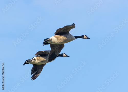 Canadian goose in flight during spring time. The Canada goose "Branta canadensis" is a large wild goose species with a black head and neck, white cheeks and a brown body. It is native to the arctic re