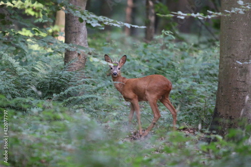 NATURE