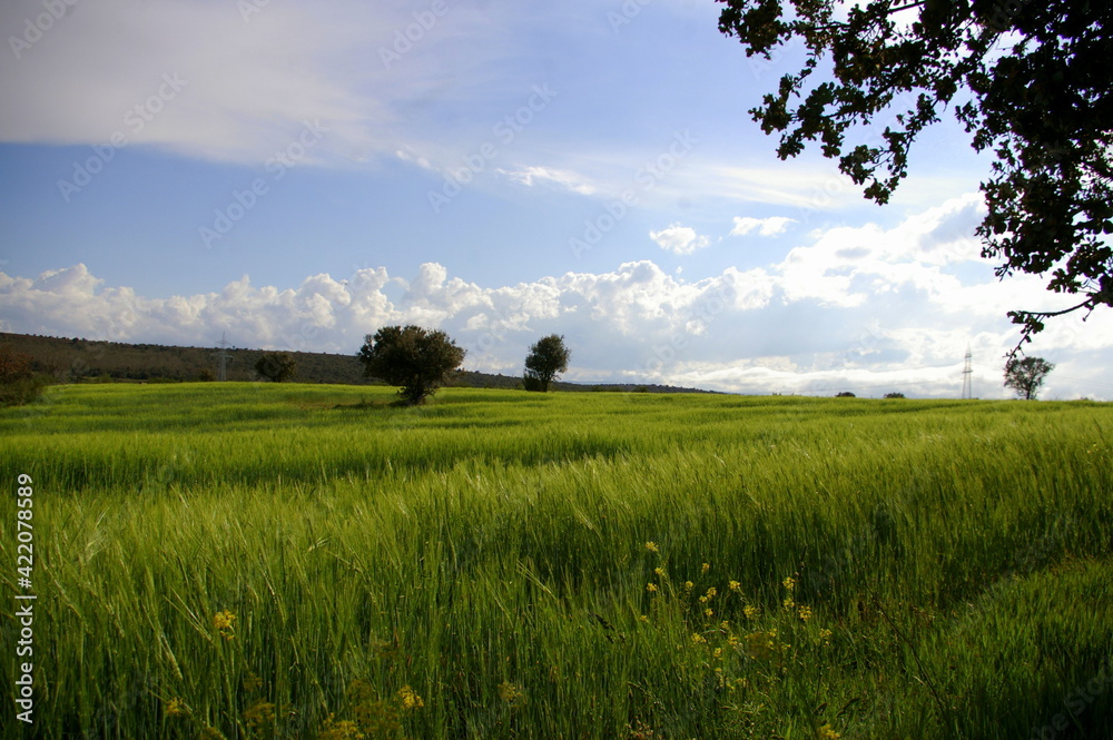 Fototapeta premium Landscape