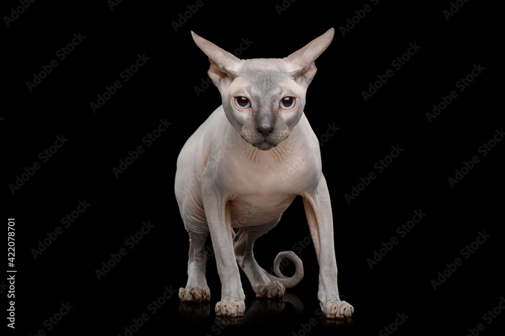 Sphynx Cat with clumsy ears and twisted tail stare in camera on isolated black background