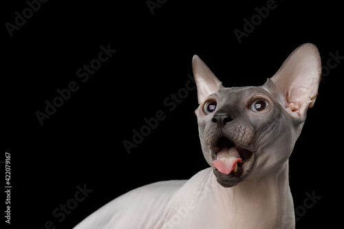 Funny portrait of amazement Sphynx Cat with opened mouth Looking up on isolated black background