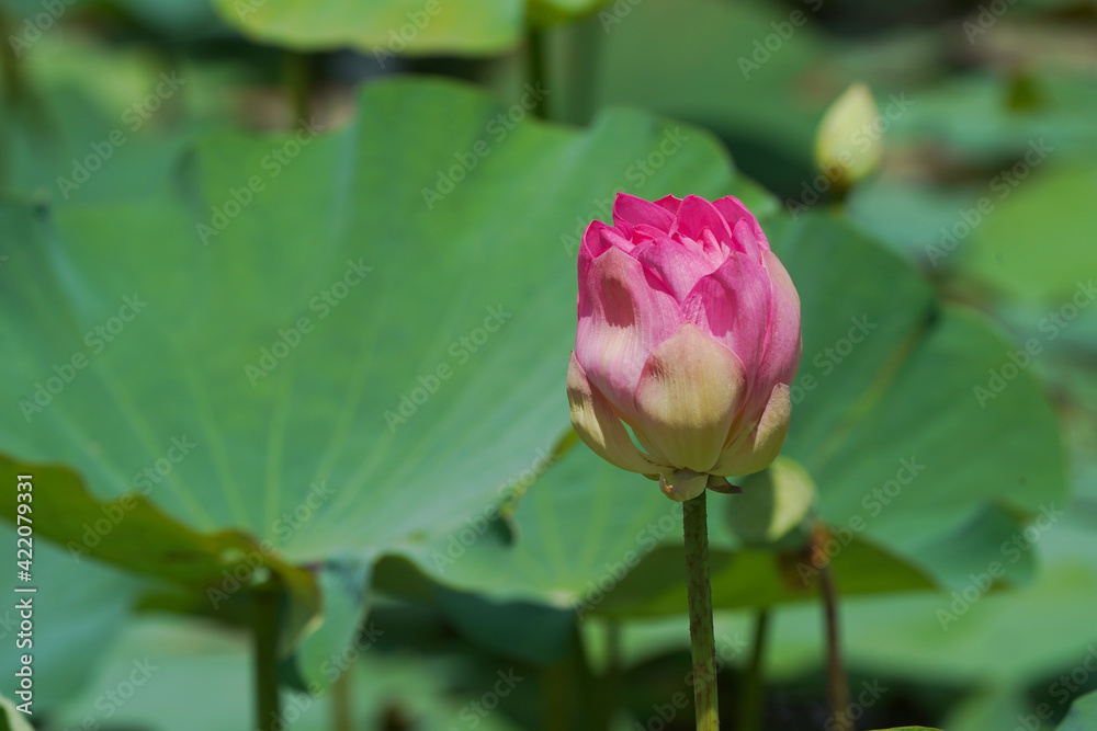 Pink lotus flower plants in water. Pink lotus flower plants in water.