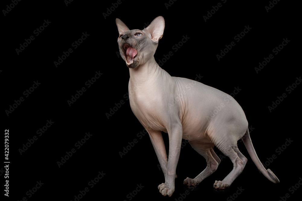 Sphynx Cat with standing, looking up and licking on isolated black background